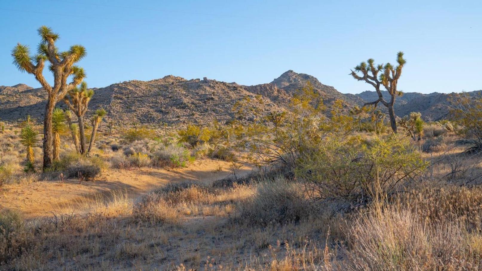Experience Desert Serenity Gateway To Joshua Tree 조슈아 트리 외부 사진